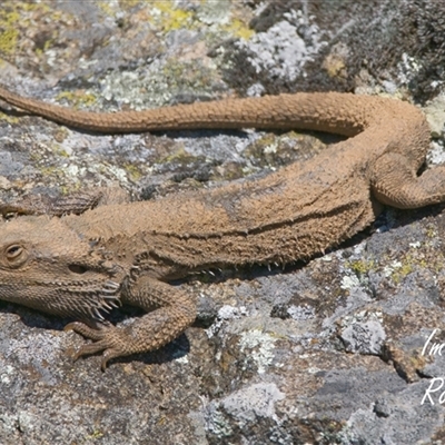 Pogona barbata (Eastern Bearded Dragon) at Cook, ACT - 18 Aug 2025 by Rheardy