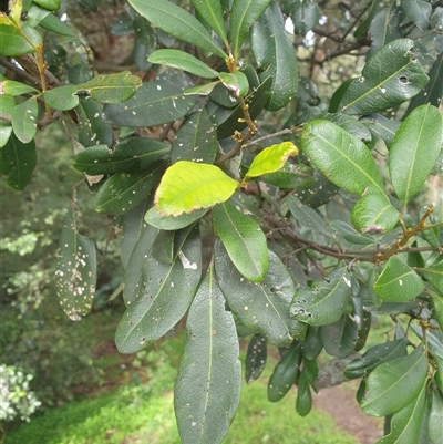 Guioa semiglauca (Wild Quince) at Fairy Meadow, NSW - 15 Aug 2025 by AlexSherley