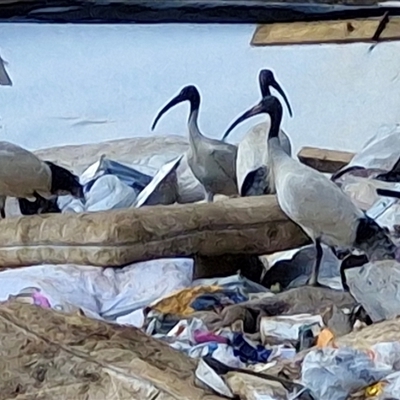 Threskiornis molucca (Australian White Ibis) at Nambucca Heads, NSW - 18 Aug 2025 by trevorpreston