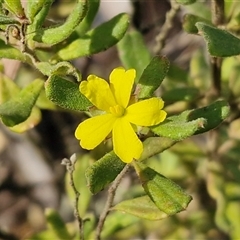 Hibbertia sp. at Nambucca Heads, NSW - 18 Aug 2025 by trevorpreston