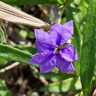 Dampiera sylvestris (Blue Dampiera) at Nambucca Heads, NSW - 18 Aug 2025 by trevorpreston
