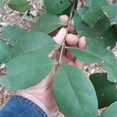 Cyclophyllum longipetalum at Pappinbarra, NSW - 16 Aug 2025 by jonvanbeest