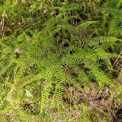 Gleichenia dicarpa (Wiry Coral Fern) at Nambucca Heads, NSW - 18 Aug 2025 by trevorpreston