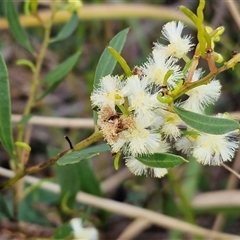 Acacia myrtifolia (Myrtle Wattle) at Nambucca Heads, NSW - 18 Aug 2025 by trevorpreston