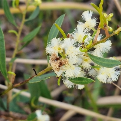 Acacia myrtifolia (Myrtle Wattle) at Nambucca Heads, NSW - 18 Aug 2025 by trevorpreston