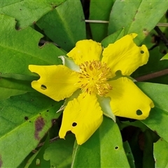 Hibbertia scandens (Climbing Guinea Flower) at Nambucca Heads, NSW - 18 Aug 2025 by trevorpreston