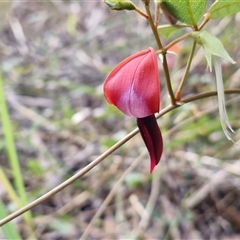 Kennedia rubicunda (Dusky Coral Pea) at Nambucca Heads, NSW - 18 Aug 2025 by trevorpreston
