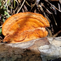 Trametes coccinea (Scarlet Bracket) at Nambucca Heads, NSW - 18 Aug 2025 by trevorpreston