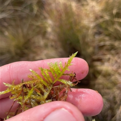 Unverified Moss, Liverwort or Hornwort at Tharwa, ACT - 15 Aug 2025 by nathkay