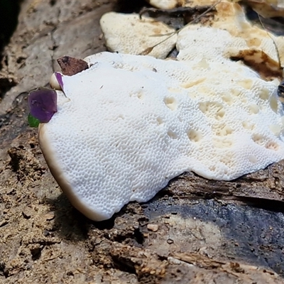 Unverified Pored or somewhat maze-like on underside [bracket polypores] at Nambucca Heads, NSW - 18 Aug 2025 by trevorpreston