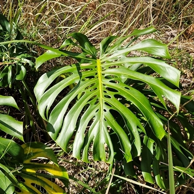 Monstera deliciosa (Fruit Salad Plant, Swiss Cheese Plant) at Nambucca Heads, NSW - 18 Aug 2025 by trevorpreston