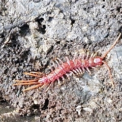 Lithobiomorpha (order) at Nambucca Heads, NSW - 18 Aug 2025 by trevorpreston