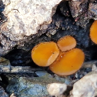 Scutellinia sp. (Scutellinia) at Nambucca Heads, NSW - 18 Aug 2025 by trevorpreston