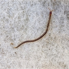Unverified Centipede (Chilopoda) at Nambucca Heads, NSW - 18 Aug 2025 by trevorpreston