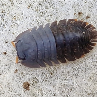 Isopoda (order) at Nambucca Heads, NSW - 18 Aug 2025 by trevorpreston