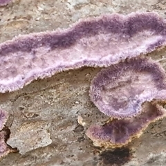 Phlebiopsis crassa (A corticioid or paint fungi) at Nambucca Heads, NSW - 18 Aug 2025 by trevorpreston