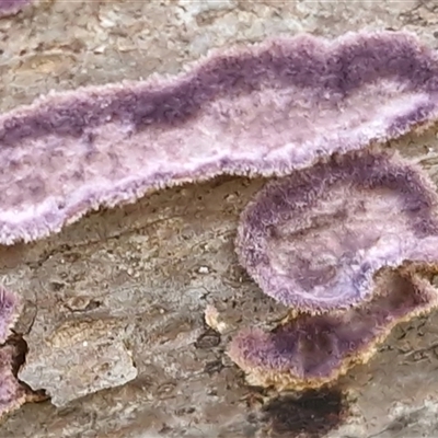 Phlebiopsis crassa (A corticioid or paint fungi) at Nambucca Heads, NSW - 18 Aug 2025 by trevorpreston