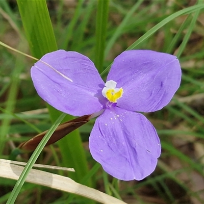 Patersonia glabrata (Native Iris) at Nambucca Heads, NSW - 18 Aug 2025 by trevorpreston