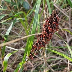 Gahnia aspera (Red-berried Saw-sedge) at Nambucca Heads, NSW - 18 Aug 2025 by trevorpreston