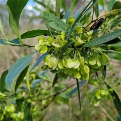 Dodonaea triquetra (Large-leaf Hop-Bush) at Nambucca Heads, NSW - 18 Aug 2025 by trevorpreston