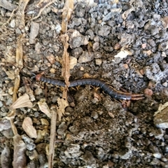 Unverified Centipede (Chilopoda) at Nambucca Heads, NSW - 18 Aug 2025 by trevorpreston