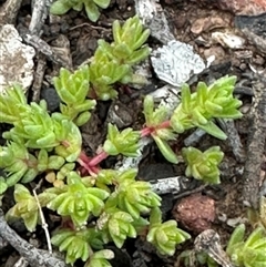 Crassula sieberiana (Austral Stonecrop) at Aranda, ACT - 18 Aug 2025 by lbradley