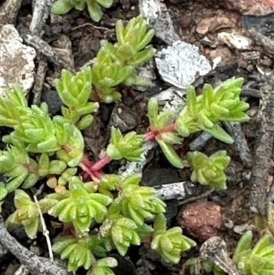 Crassula sieberiana (Austral Stonecrop) at Aranda, ACT - 18 Aug 2025 by lbradley