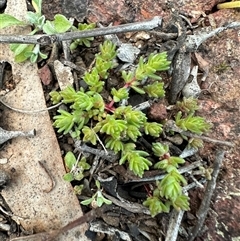 Crassula sieberiana at Aranda, ACT - 18 Aug 2025 04:26 PM