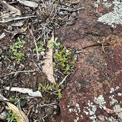 Crassula sieberiana at Aranda, ACT - 18 Aug 2025 04:26 PM