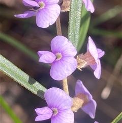 Hovea linearis (Narrow-leaved Hovea) at Bonny Hills, NSW - 18 Aug 2025 by pls047