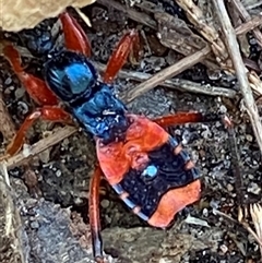 Ectomocoris ornatus (A ground assassin bug) at Bonny Hills, NSW - 17 Aug 2025 by pls047