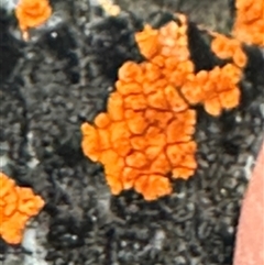 Unverified Lichen at Aranda, ACT - 18 Aug 2025 by lbradley