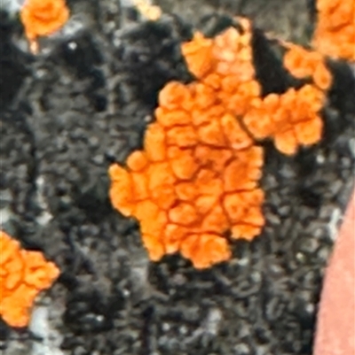 Unverified Lichen at Aranda, ACT - 18 Aug 2025 by lbradley