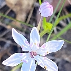 Wurmbea biglandulosa (Early Nancy) at Bonny Hills, NSW - 17 Aug 2025 by pls047