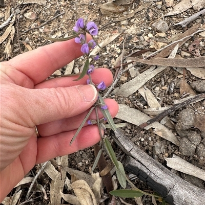 Hovea heterophylla (Common Hovea) at Aranda, ACT - 18 Aug 2025 by lbradley