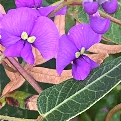 Hardenbergia violacea (False Sarsaparilla) at Bonny Hills, NSW - 10 Aug 2025 by pls047