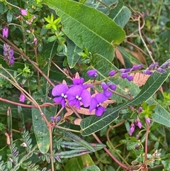 Hardenbergia violacea at Bonny Hills, NSW - suppressed