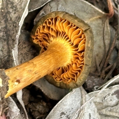Cortinarius sp. (Cortinarius) at Aranda, ACT - 18 Aug 2025 by lbradley