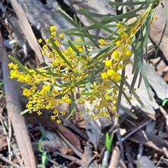 Acacia boormanii (Snowy River Wattle) at Kenny, ACT - 18 Aug 2025 by abread111