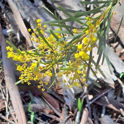 Acacia boormanii (Snowy River Wattle) at Kenny, ACT - 18 Aug 2025 by abread111