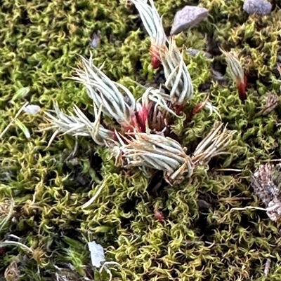 Campylopus introflexus at Aranda, ACT - 18 Aug 2025 by lbradley