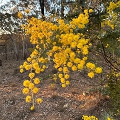 Acacia baileyana (Cootamundra Wattle, Golden Mimosa) at Aranda, ACT - 18 Aug 2025 by lbradley