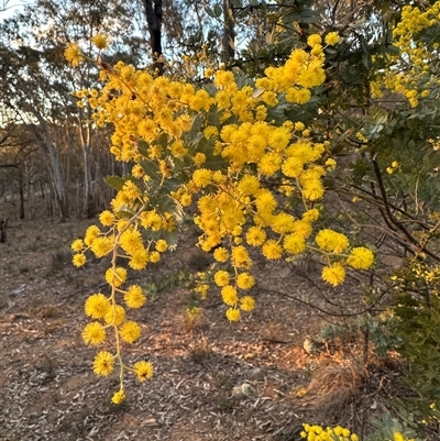 Acacia baileyana (Cootamundra Wattle, Golden Mimosa) at Aranda, ACT - 18 Aug 2025 by lbradley