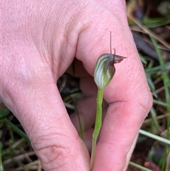 Unverified Orchid at Main Creek, NSW - 15 Aug 2025 by Warrigal