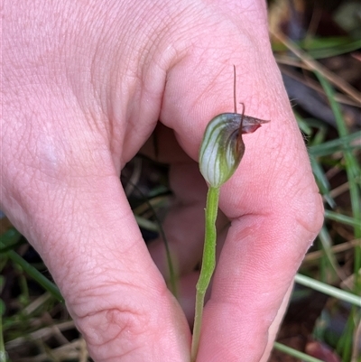 Unverified Orchid at Main Creek, NSW - 15 Aug 2025 by Warrigal