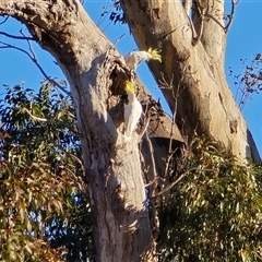 Cacatua galerita (Sulphur-crested Cockatoo) at Duffy, ACT - 18 Aug 2025 by Mike