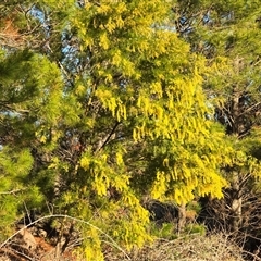 Acacia decurrens (Green Wattle) at Duffy, ACT - 18 Aug 2025 by Mike