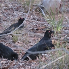 Corcorax melanorhamphos (White-winged Chough) at Aranda, ACT - 18 Aug 2025 by lbradley