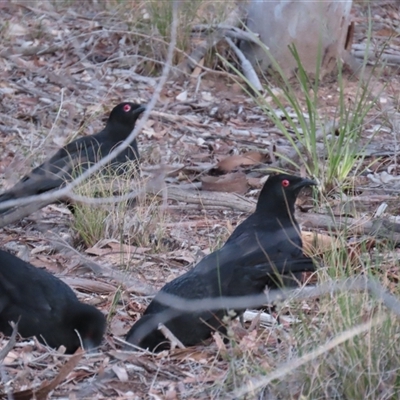 Corcorax melanorhamphos (White-winged Chough) at Aranda, ACT - 18 Aug 2025 by lbradley