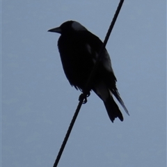 Gymnorhina tibicen (Australian Magpie) at Aranda, ACT - 18 Aug 2025 by lbradley